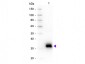Anti-Rat IgG F(c)  Secondary Antibody